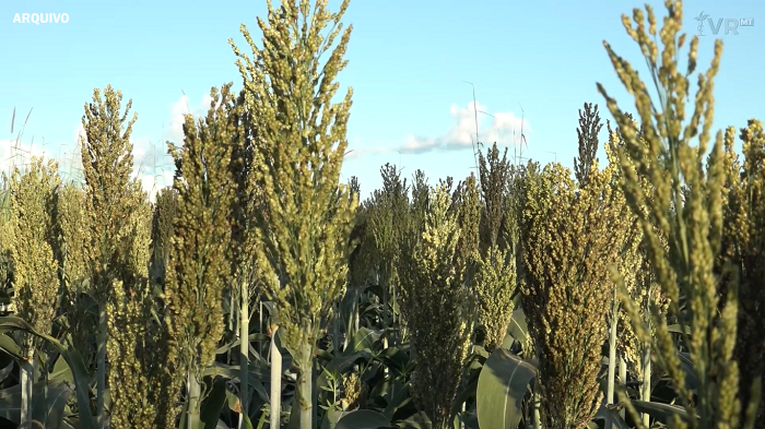 Abramilho prepara protocolo de exportação de sorgo para China